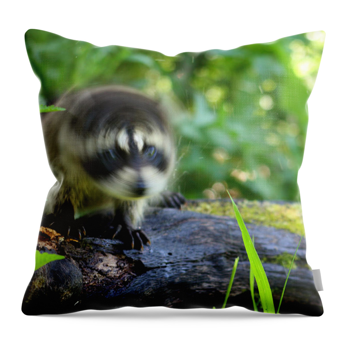 Racoon Throw Pillow featuring the photograph Raccoon #3 by Amanda Stadther