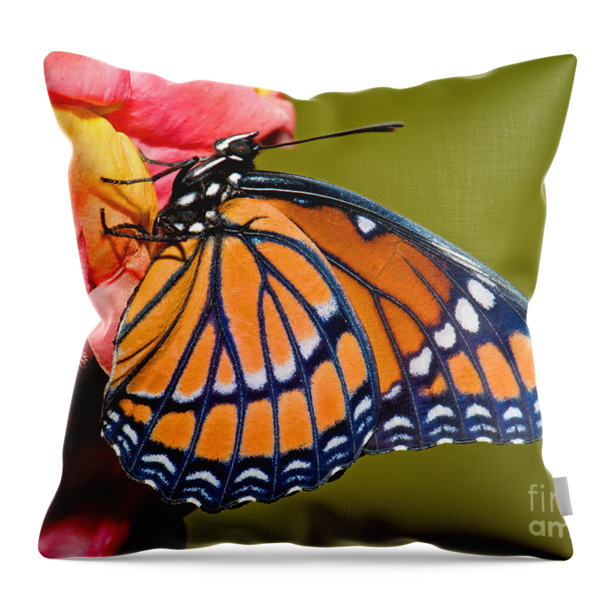 Viceroy Butterfly Throw Pillow featuring the photograph Viceroy Butterfly #8 by Millard H Sharp