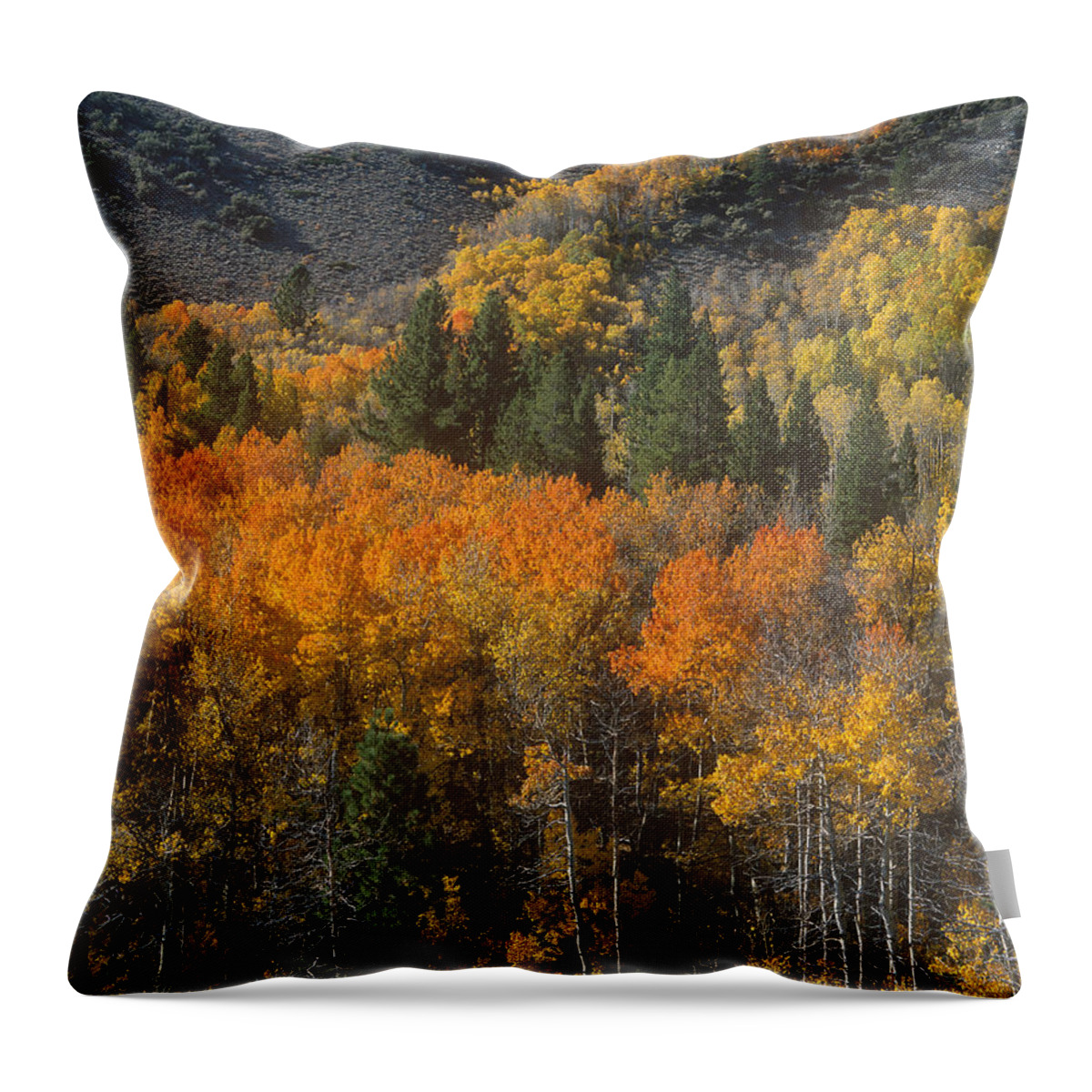 Dave Welling Throw Pillow featuring the photograph 742900067 Fall Color Lundy Canyon Eastern Sierras California by Dave Welling