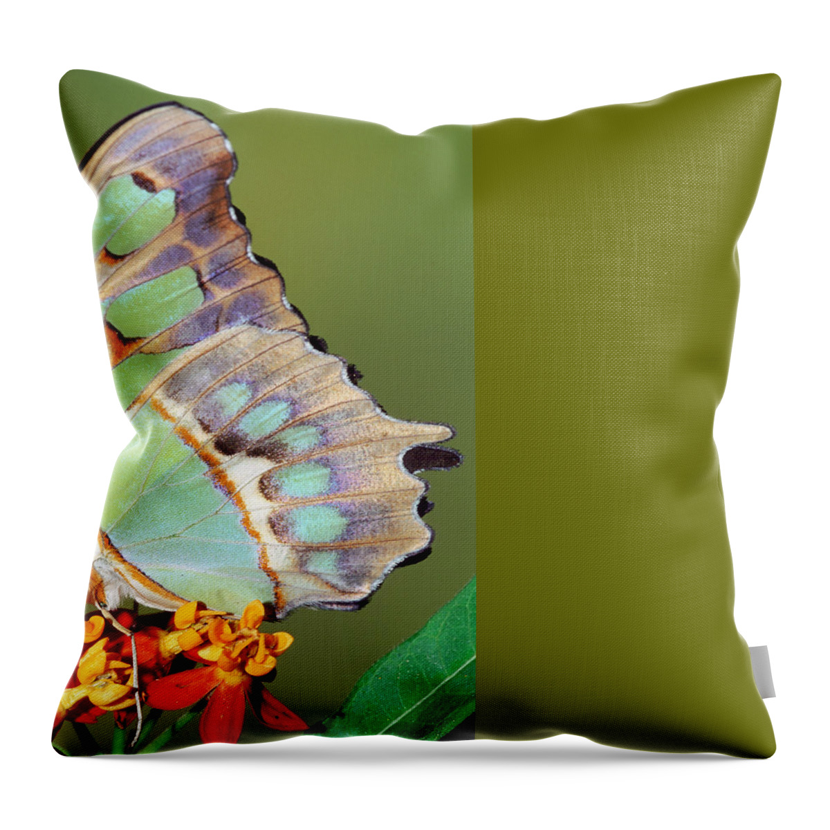 Malachite Butterfly Throw Pillow featuring the photograph Malachite Butterfly #7 by Millard H Sharp