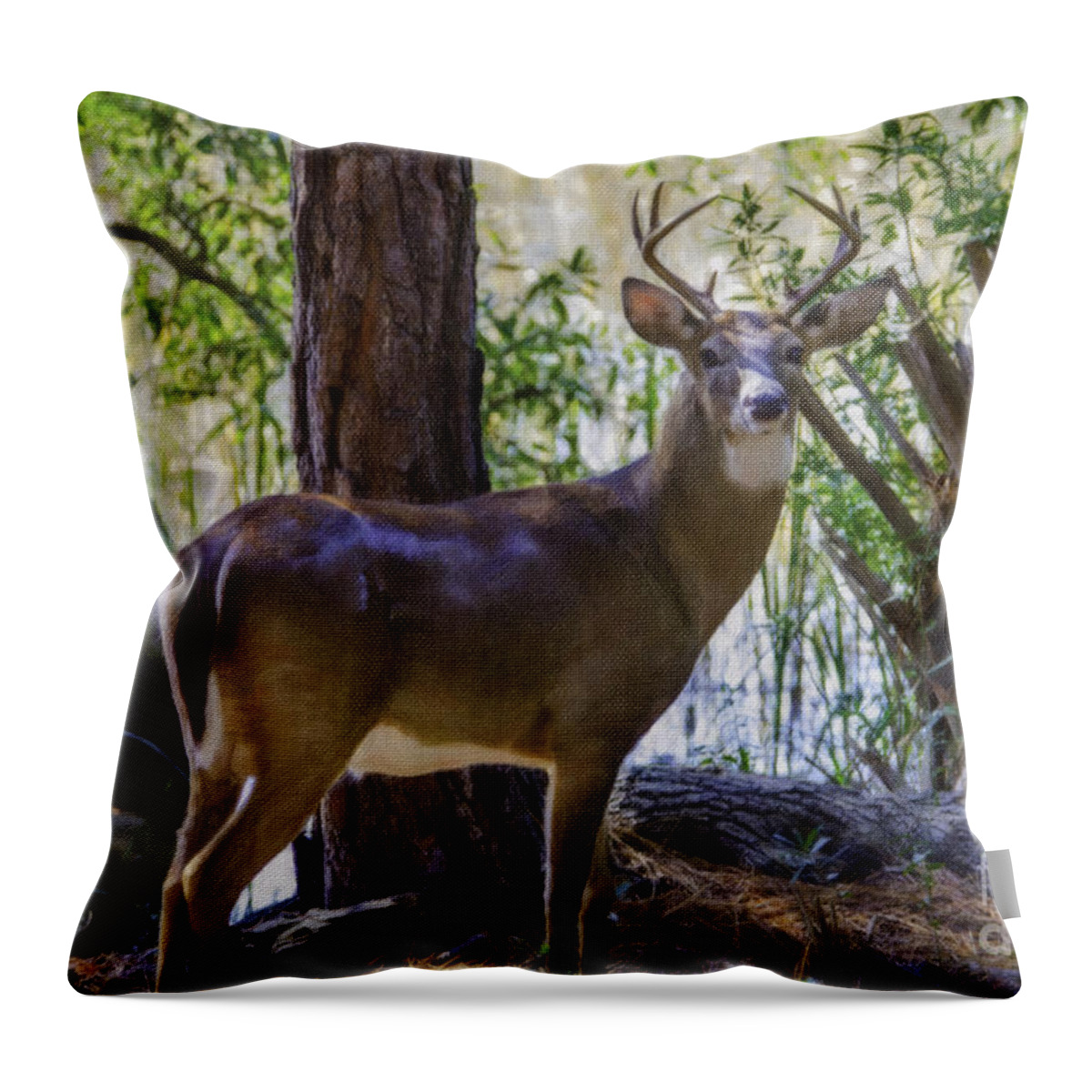 8 Point Buck Throw Pillow featuring the photograph 8 Point Buck Along The Wando River by Dale Powell