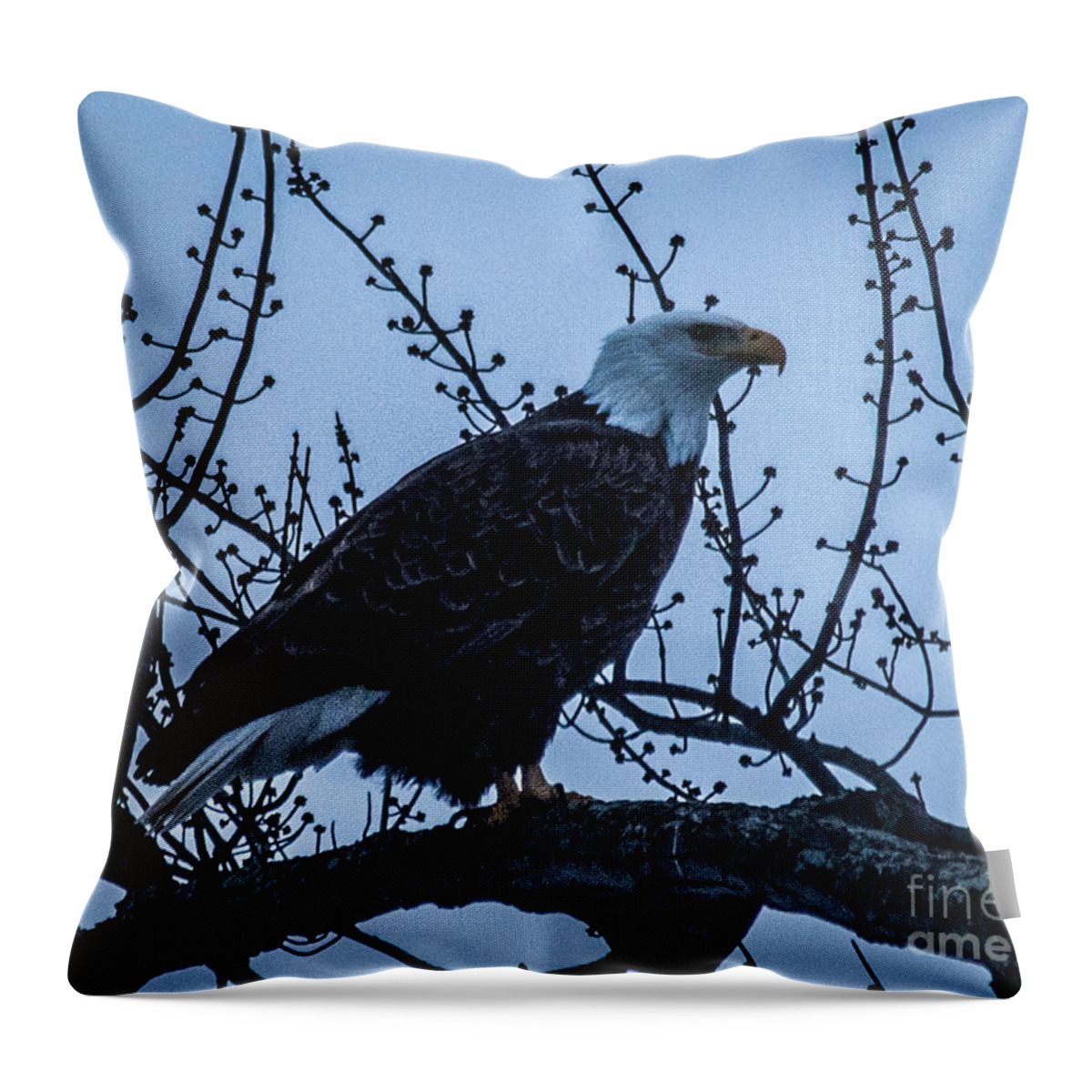 Bald Eagle Throw Pillow featuring the photograph Bald Eagle #9 by Ronald Grogan
