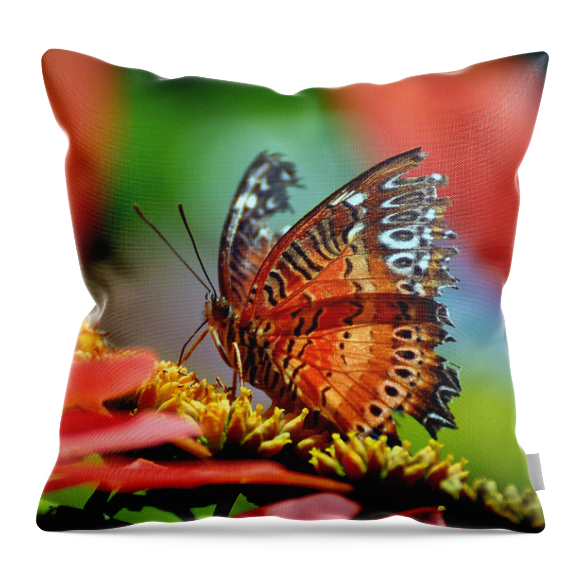 Butterfly Throw Pillow featuring the photograph Butterfly #11 by Savannah Gibbs