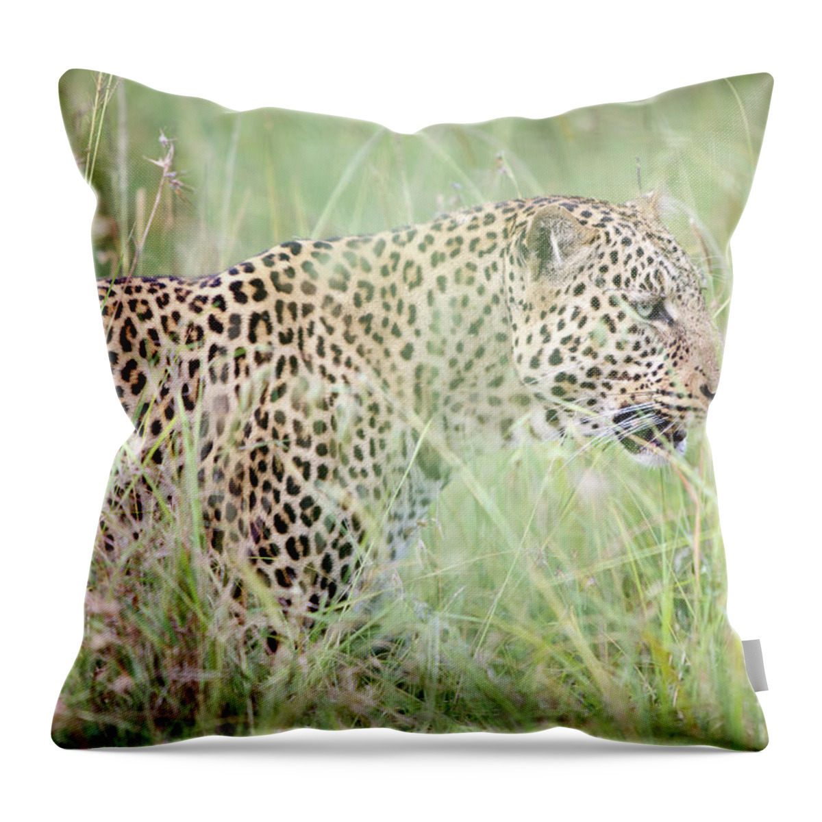 Kenya Throw Pillow featuring the photograph Masai Mara Reserve, Kenya #9 by Gavin Gough