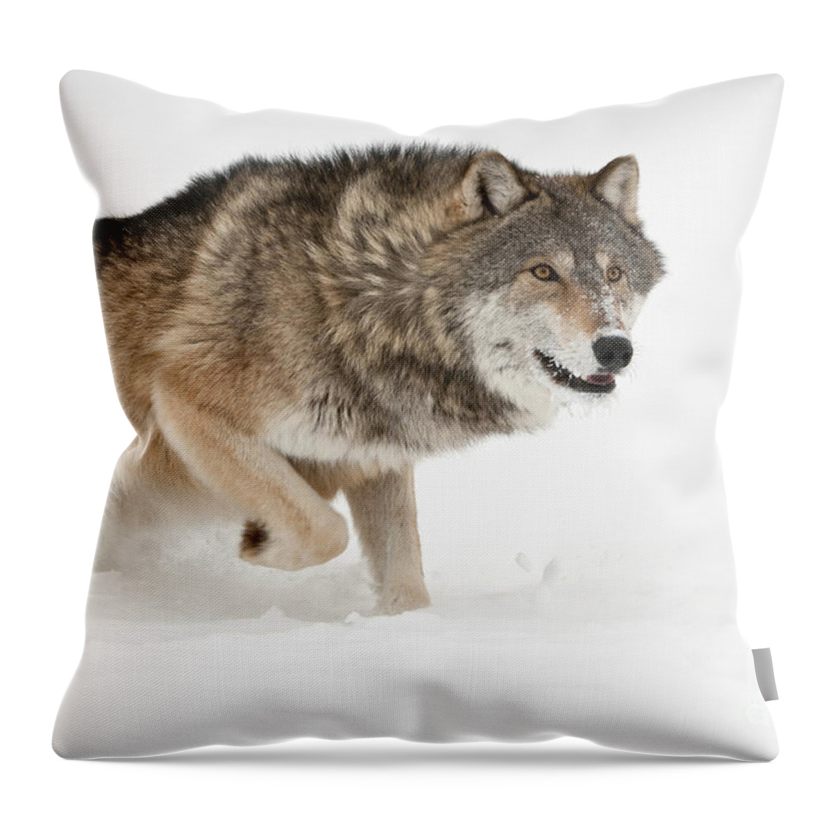 Canis Lupus Throw Pillow featuring the photograph Wolf In Winter #9 by John Shaw