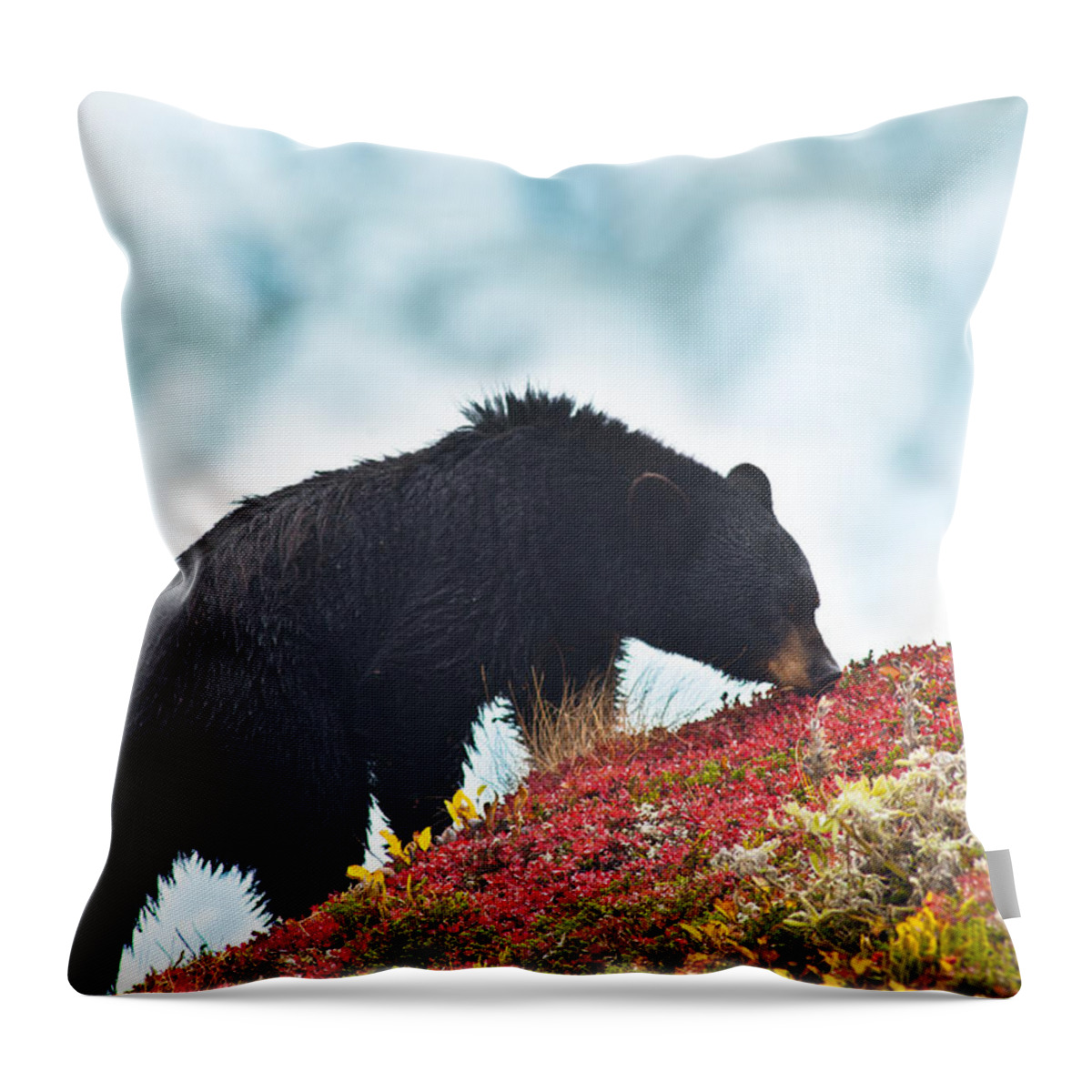 Ice Throw Pillow featuring the photograph A Black Bear Is Feeding On Berries On A by Michael Jones