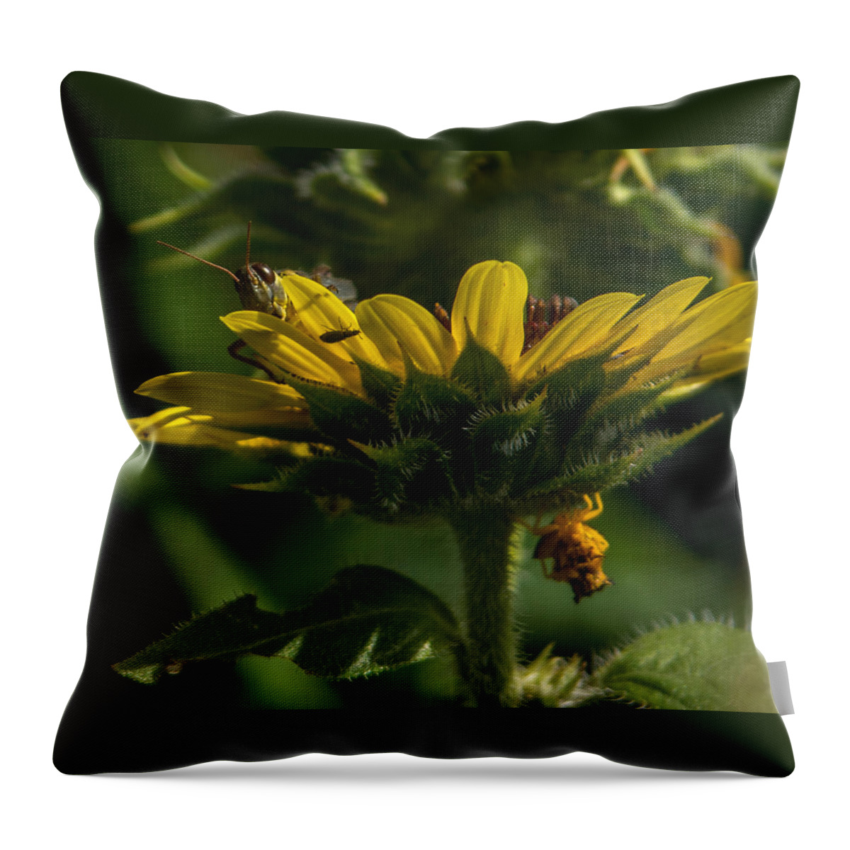 Grasshopper Throw Pillow featuring the photograph A Bugs World by Ernest Echols