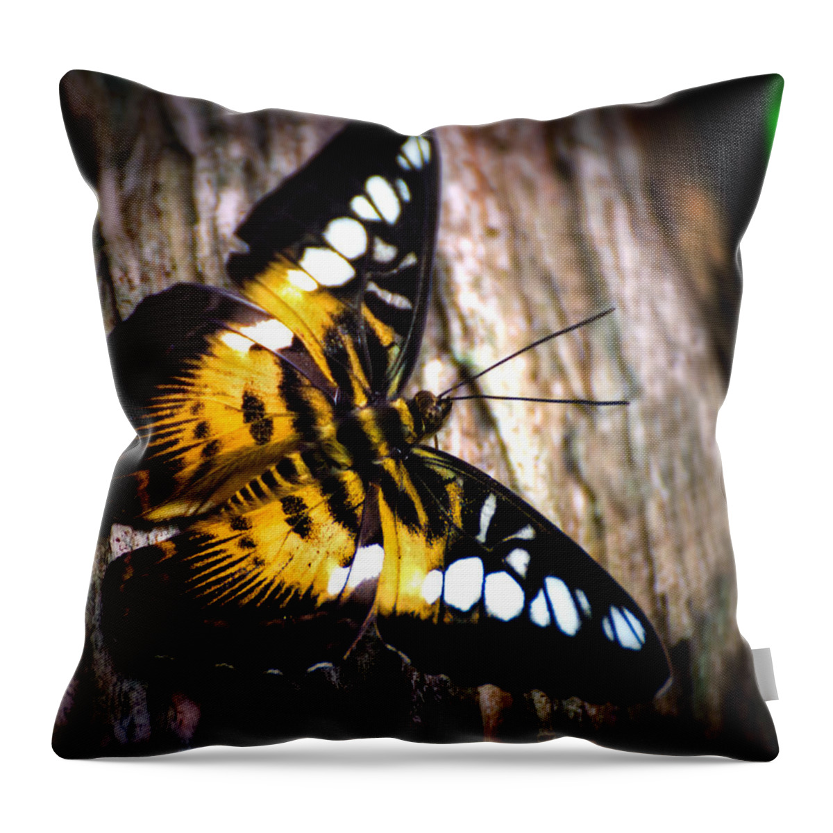 Butterfly Throw Pillow featuring the photograph A Butterfly in the Forest by Mark Andrew Thomas