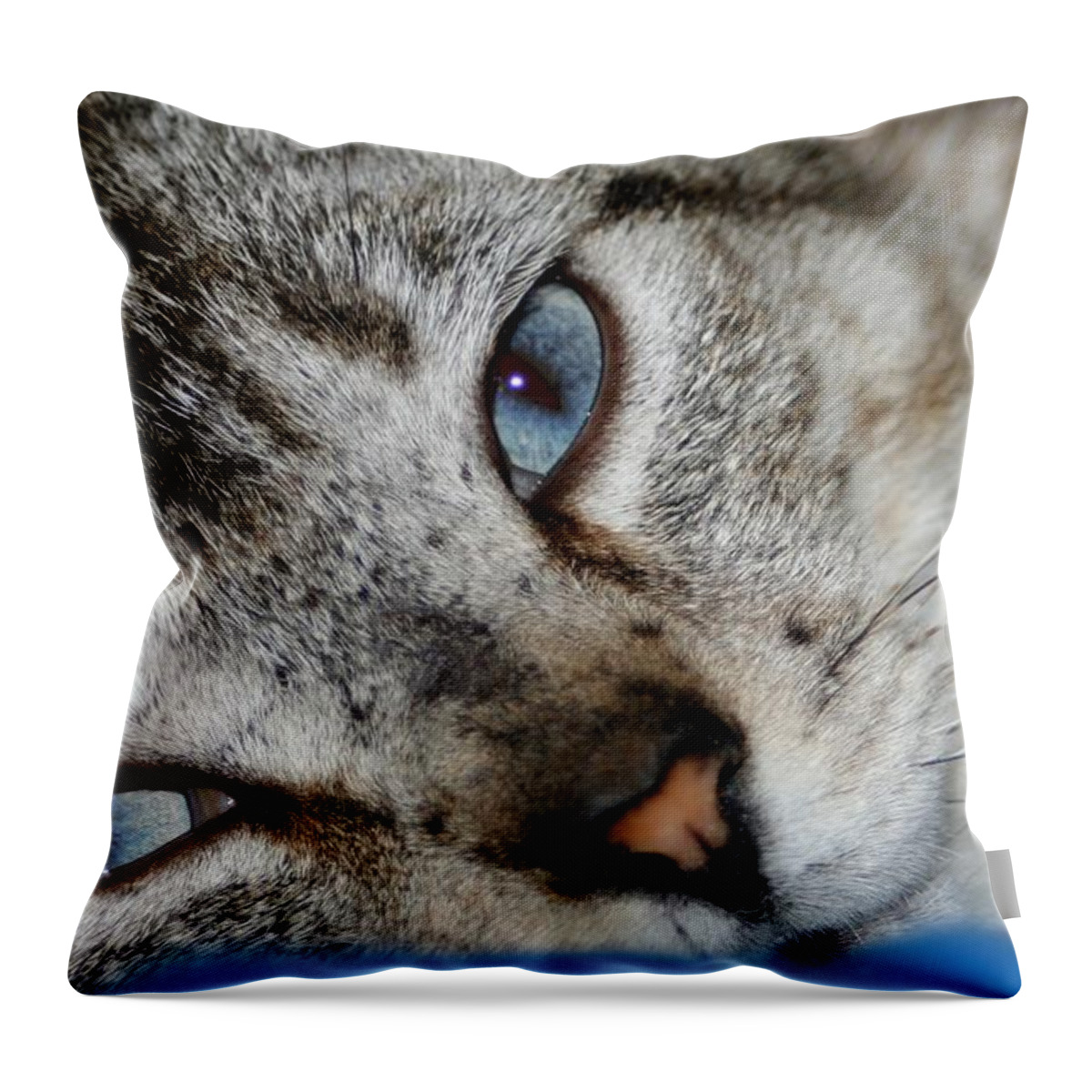 Cat Throw Pillow featuring the photograph A Cat Named...Blue by Barbara S Nickerson