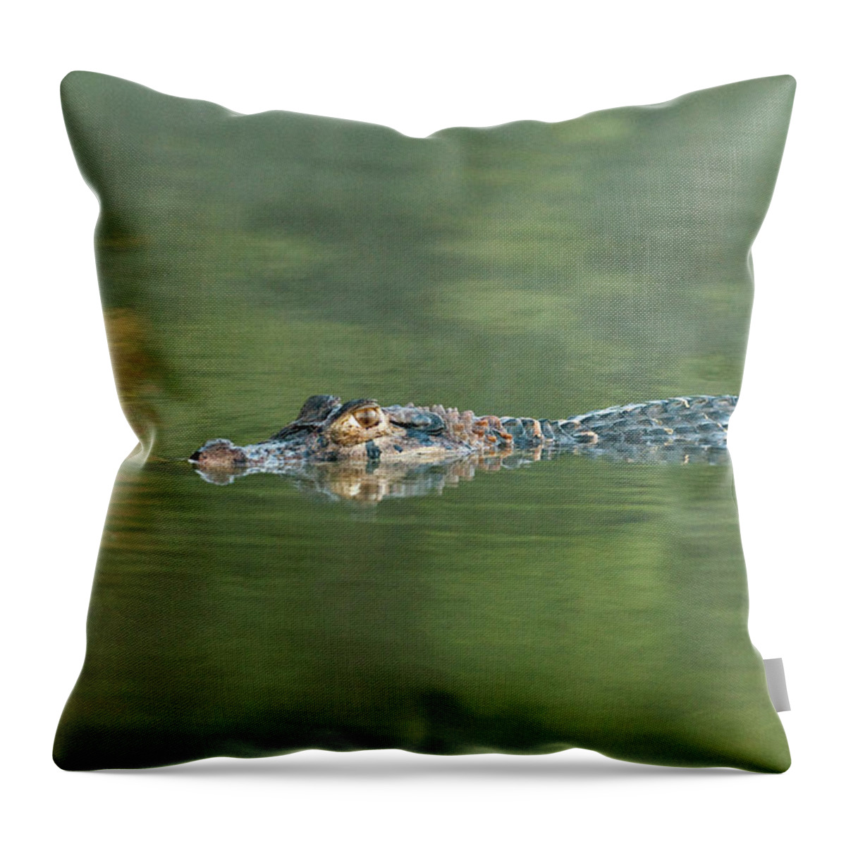 Adventure Throw Pillow featuring the photograph A Cayman Floats In Sandoval Lake by R. Tyler Gross