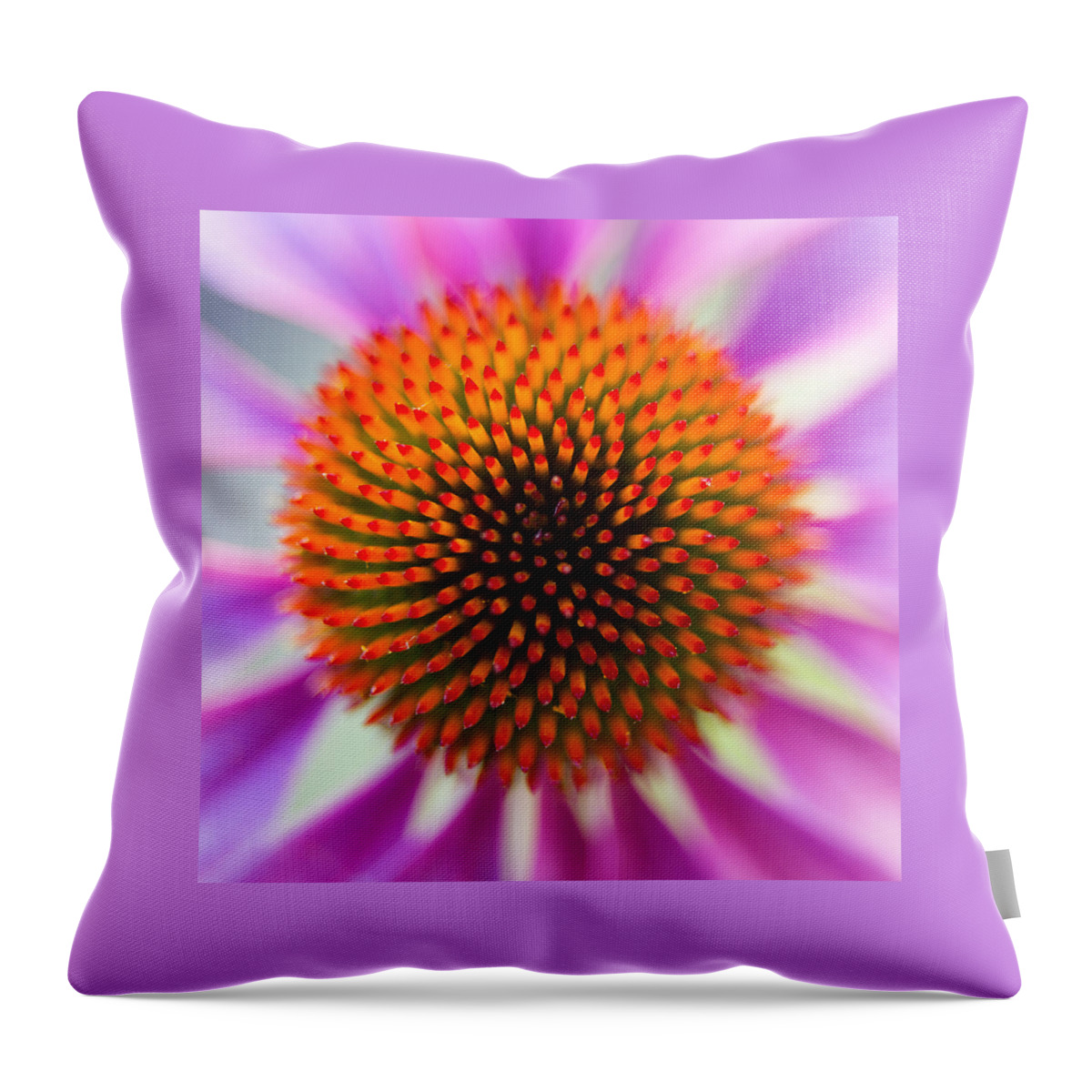 Echinacea Throw Pillow featuring the photograph A Circle in a Square by Caitlyn Grasso