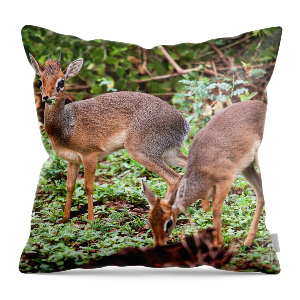 Dik-dik Throw Pillow featuring the photograph A couple of dik-dik antelopes in Tanzania. Africa by Michal Bednarek