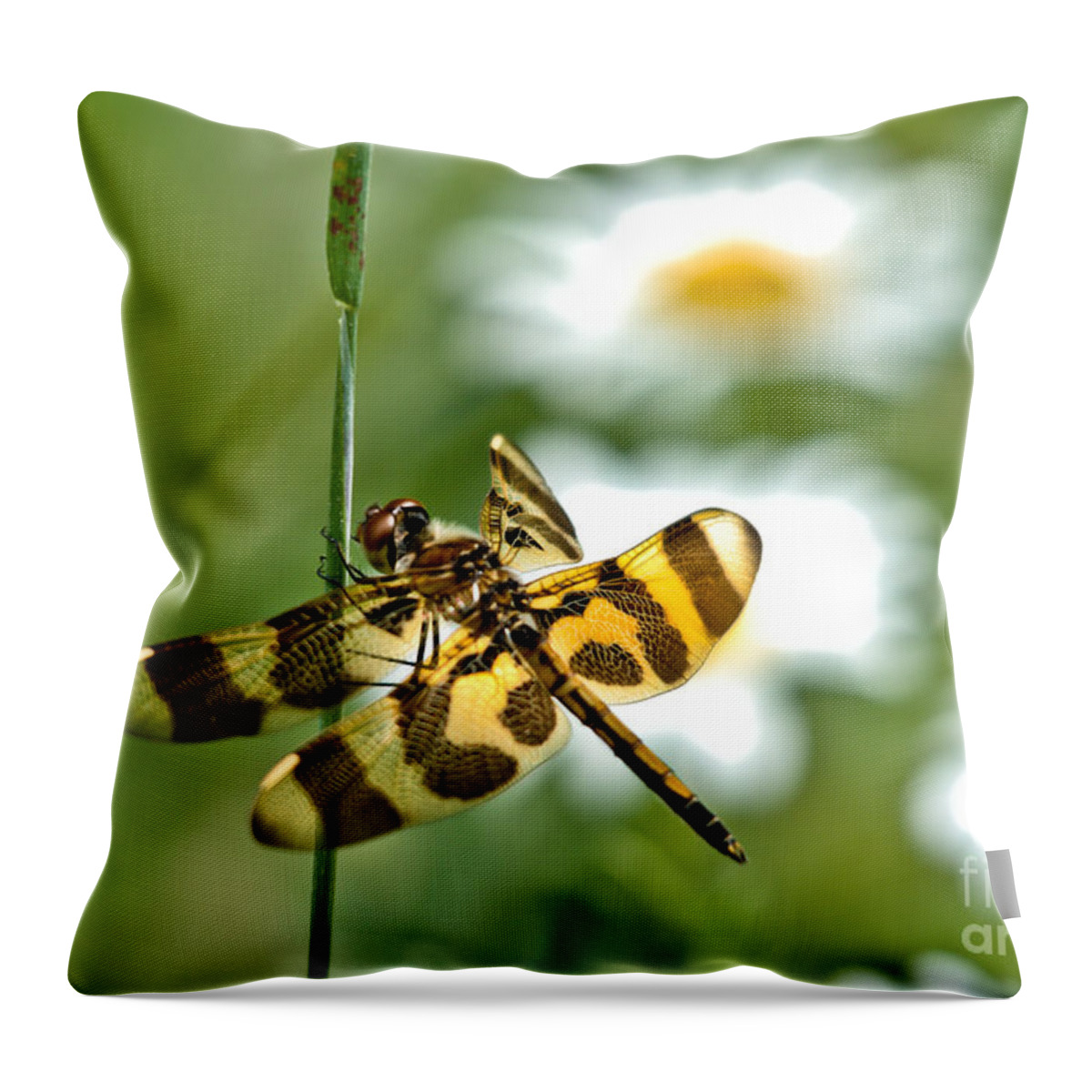 Halloween Pennant Dragonfly Throw Pillow featuring the photograph A Dragonfly's Life by Cheryl Baxter