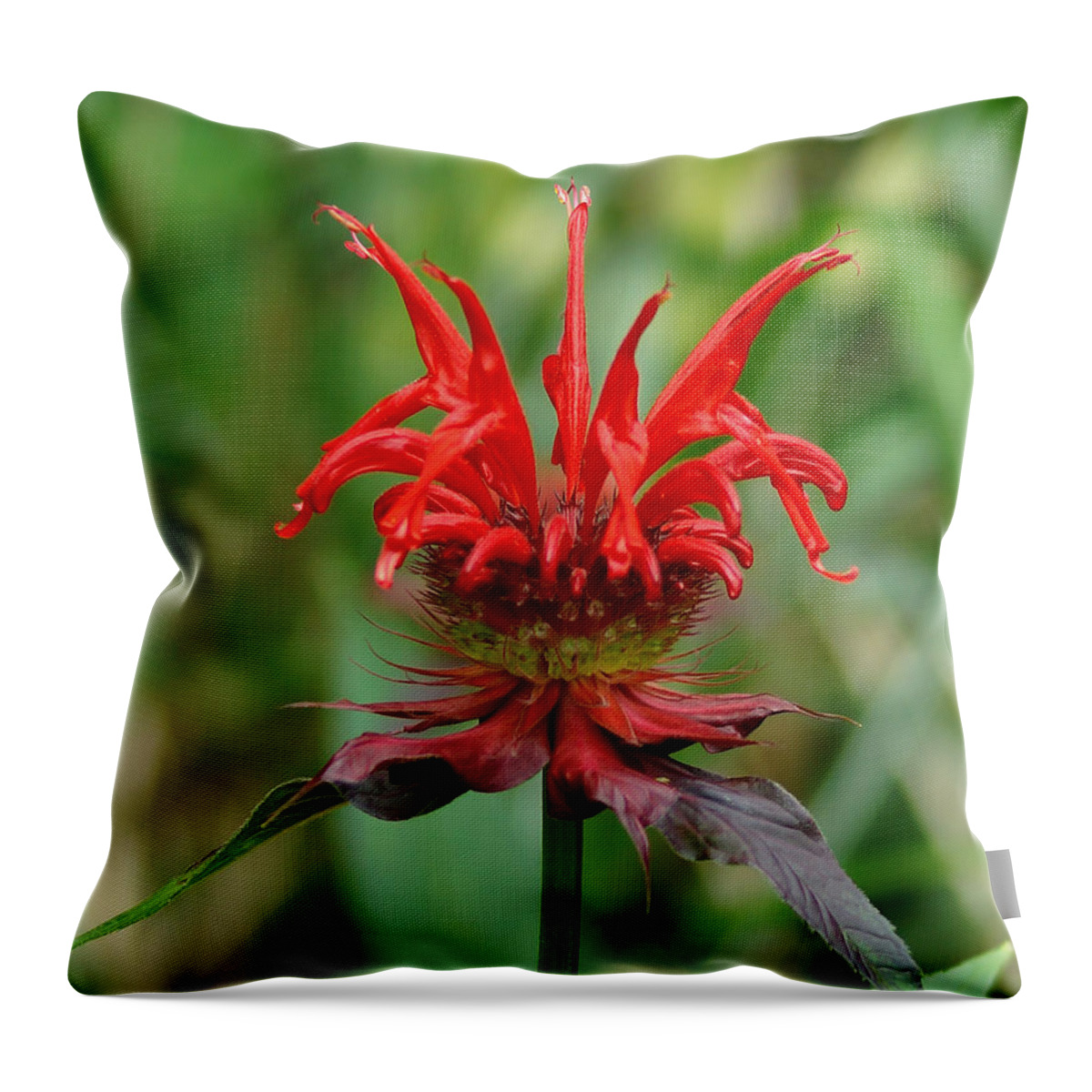 Monarda Didyma Throw Pillow featuring the photograph A flowering Red Castle Beauty by Kim Pate