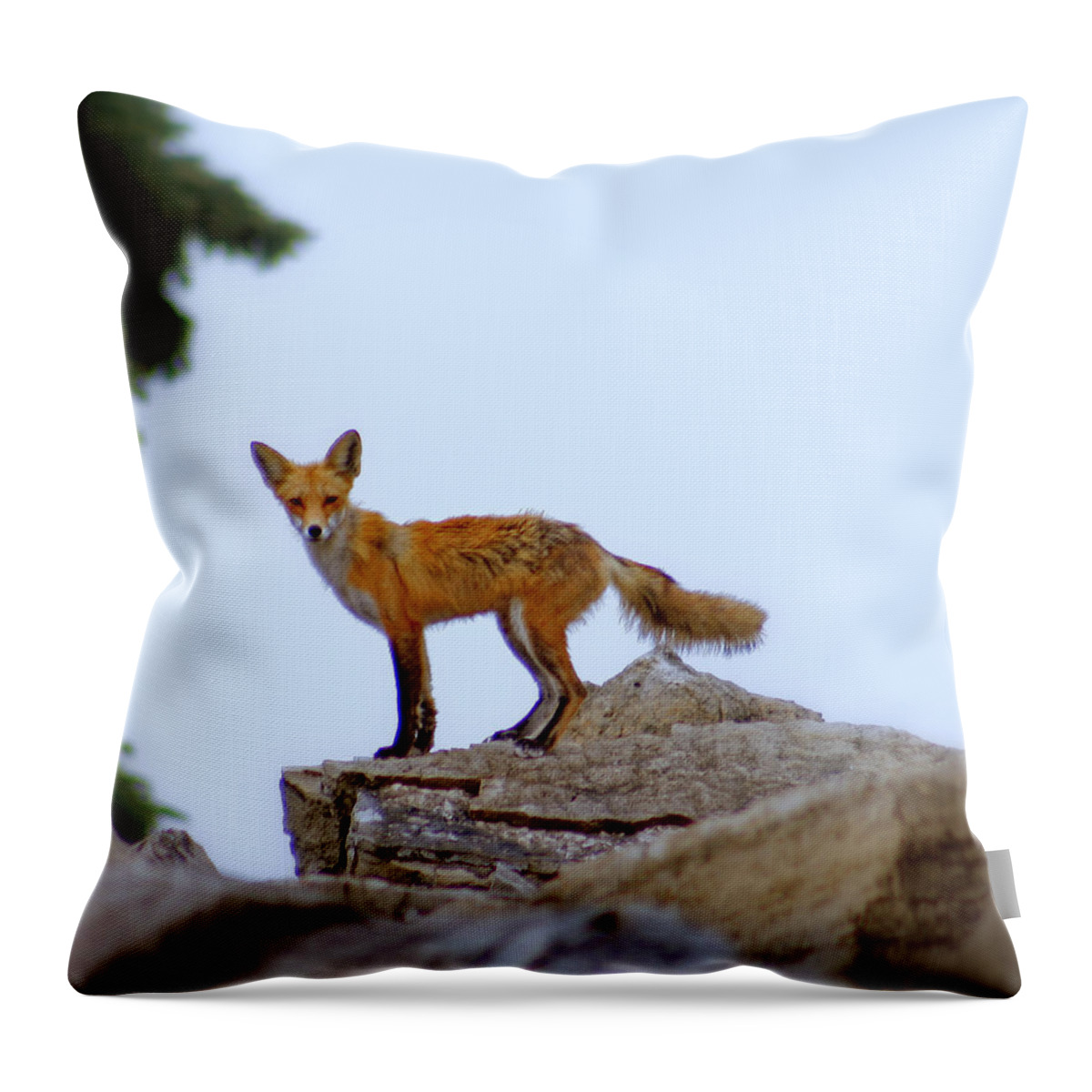 Fox Throw Pillow featuring the photograph A Fox On The Rocks by Kay Novy