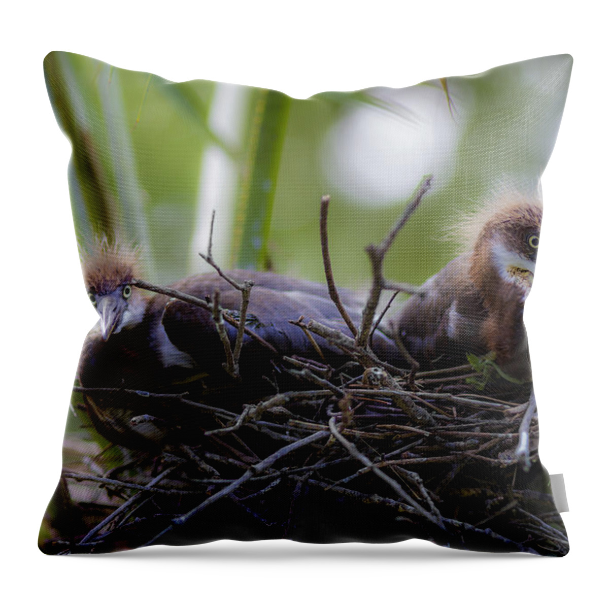 Lowry Park Zoo Throw Pillow featuring the photograph A Fresh Start by Stephen Brown