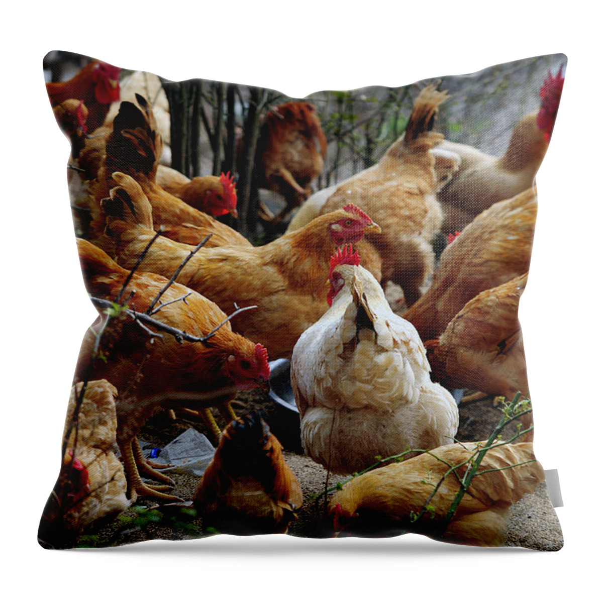 Hen Throw Pillow featuring the photograph A Gang Of Chicken by Ghostmonger's