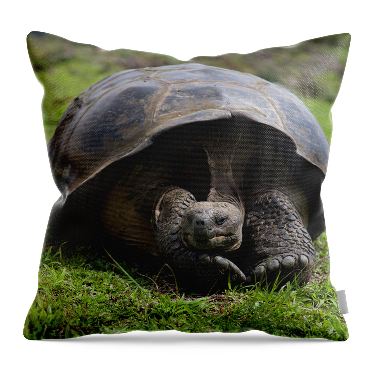 Animal Throw Pillow featuring the photograph A Giant Tortoise Takes A Cat Nap by Eric Rorer