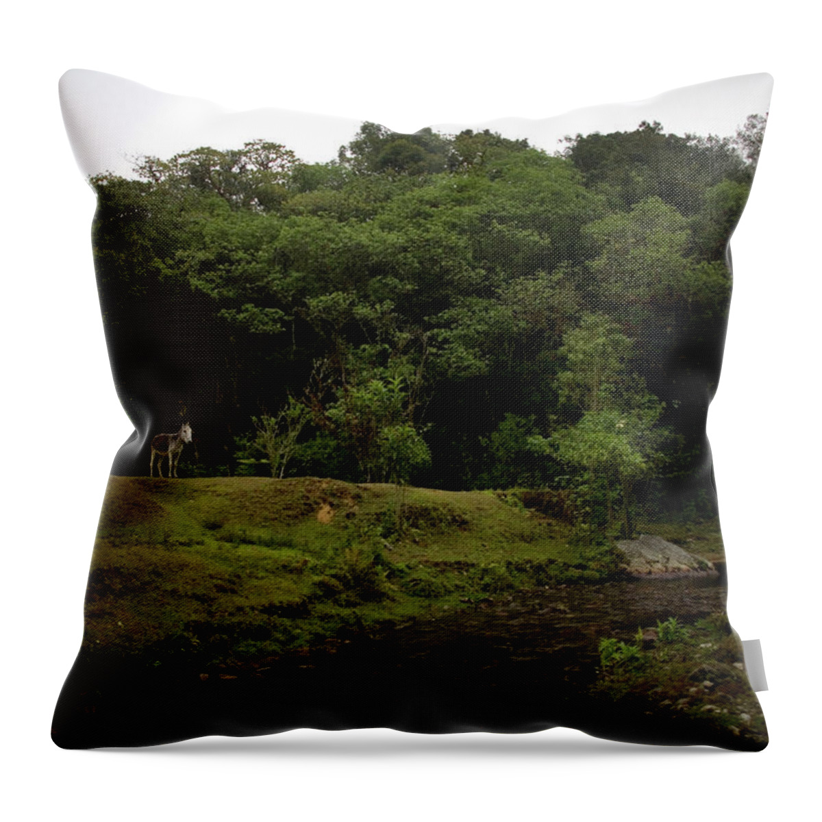 Chiapas Throw Pillow featuring the photograph A Gray Donkey Stands Near The River by Chico Sanchez