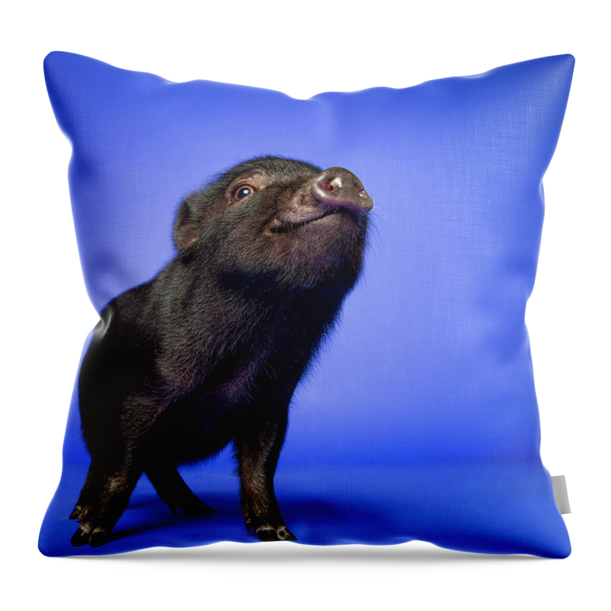 Pig Throw Pillow featuring the photograph A Happy Pig by Square Dog Photography