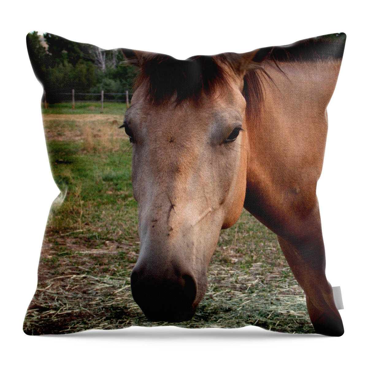 Horse Throw Pillow featuring the photograph A Horse Named Zane by Ron Roberts