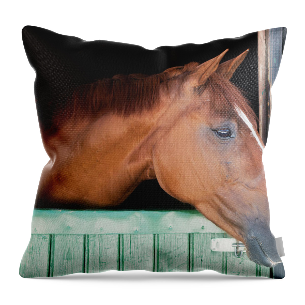 Horse Throw Pillow featuring the photograph A Horse Peeks His Head Out Of His Stall by Ben Welsh / Design Pics