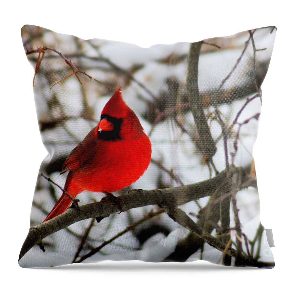 Alyce Taylor Throw Pillow featuring the photograph A Little Bit of Colour by Alyce Taylor