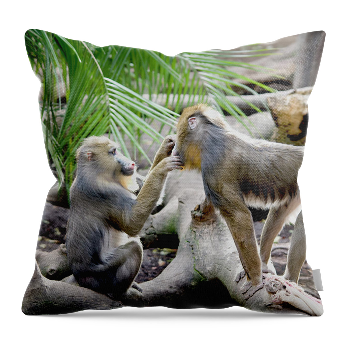 Care Throw Pillow featuring the photograph A Monkey Grooming Another Monkey by Jim Julien / Design Pics