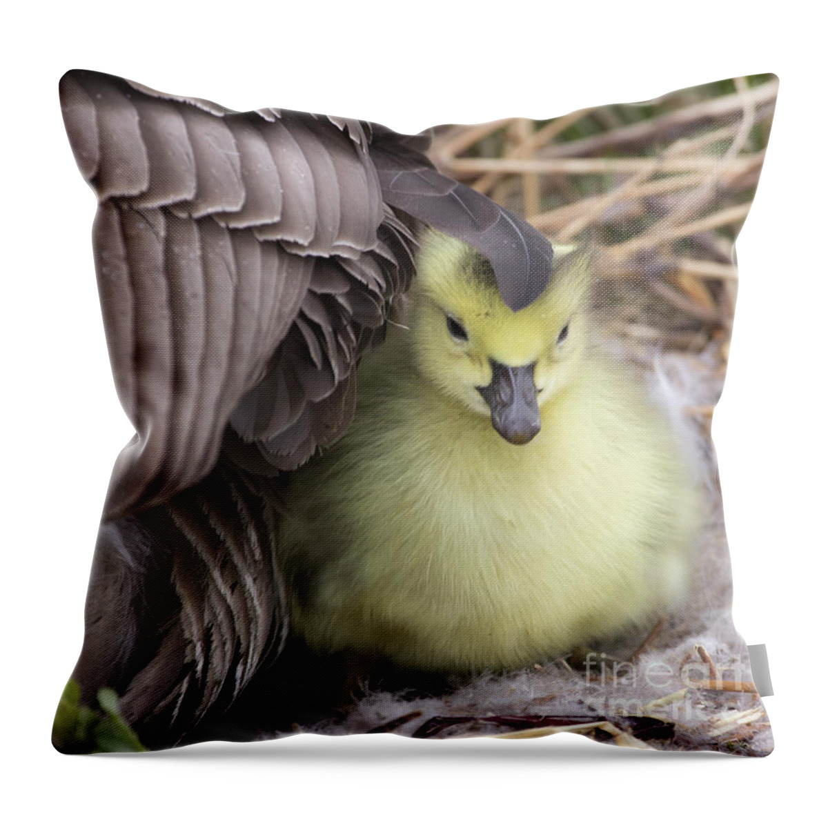 Love Throw Pillow featuring the photograph A Mother's Love by Jeannette Hunt