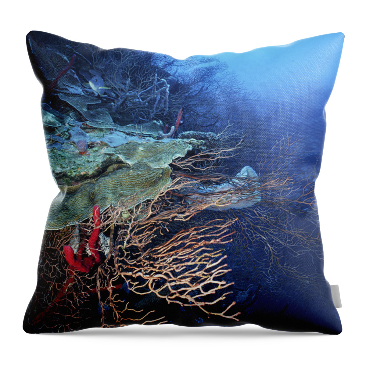 Angle Throw Pillow featuring the photograph A Peaceful Place by Sandra Edwards