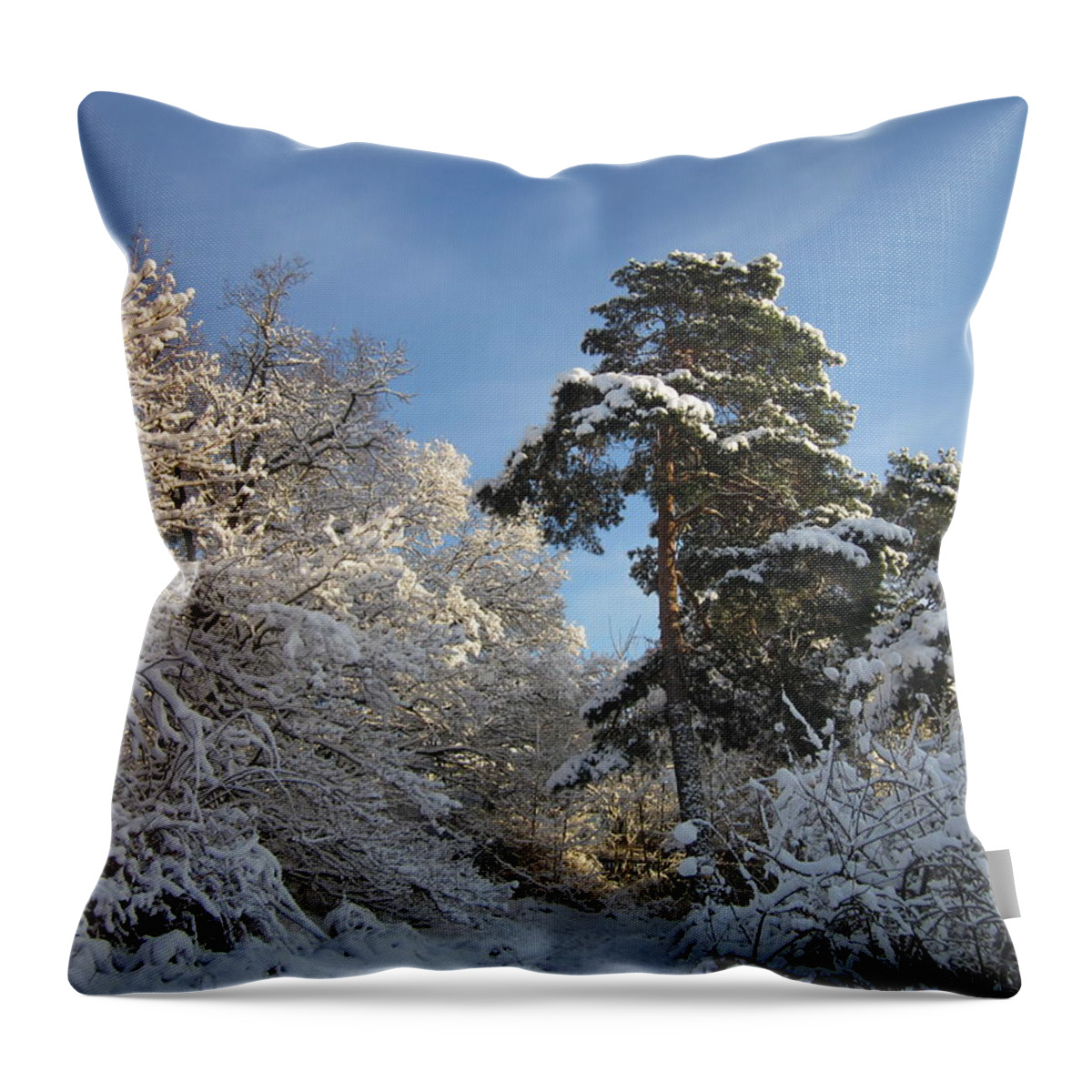 Tree Throw Pillow featuring the photograph A perfect winterday by Rosita Larsson