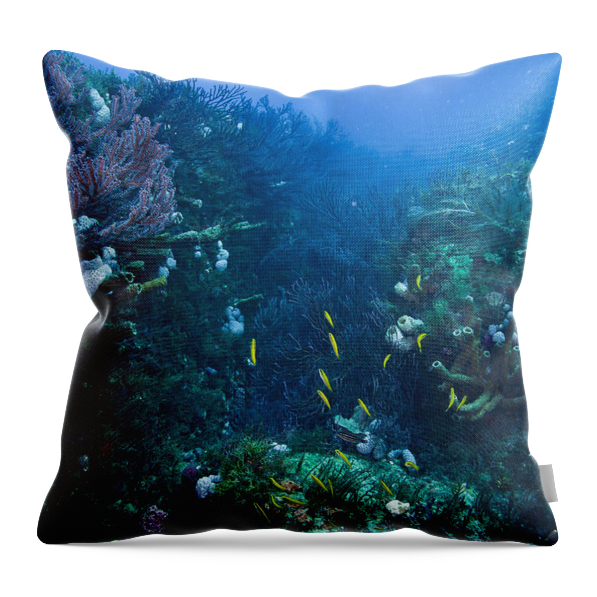 Scene Throw Pillow featuring the photograph A Place Called Play Pen by Sandra Edwards