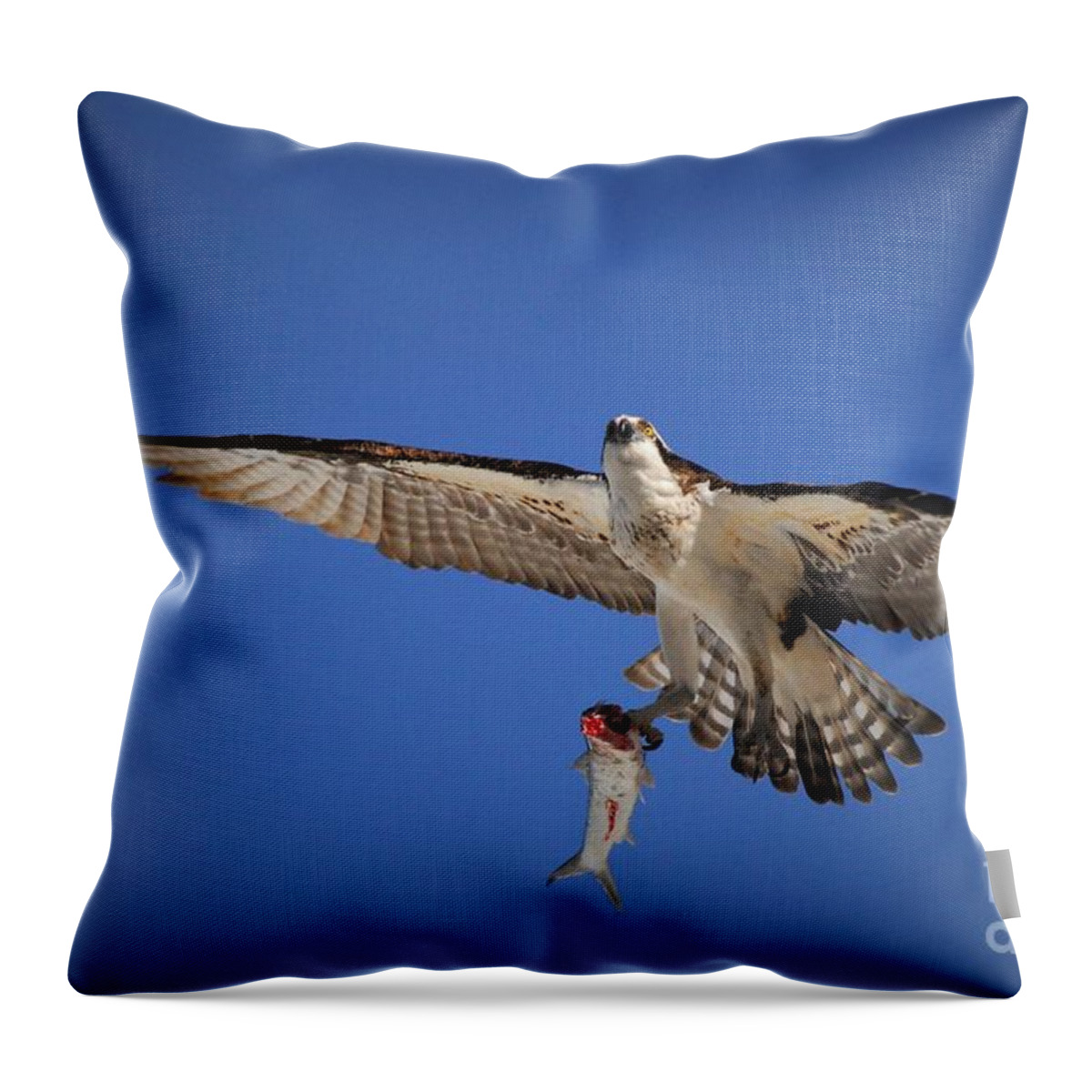 Osprey Throw Pillow featuring the photograph A Predator's Catch by Quinn Sedam