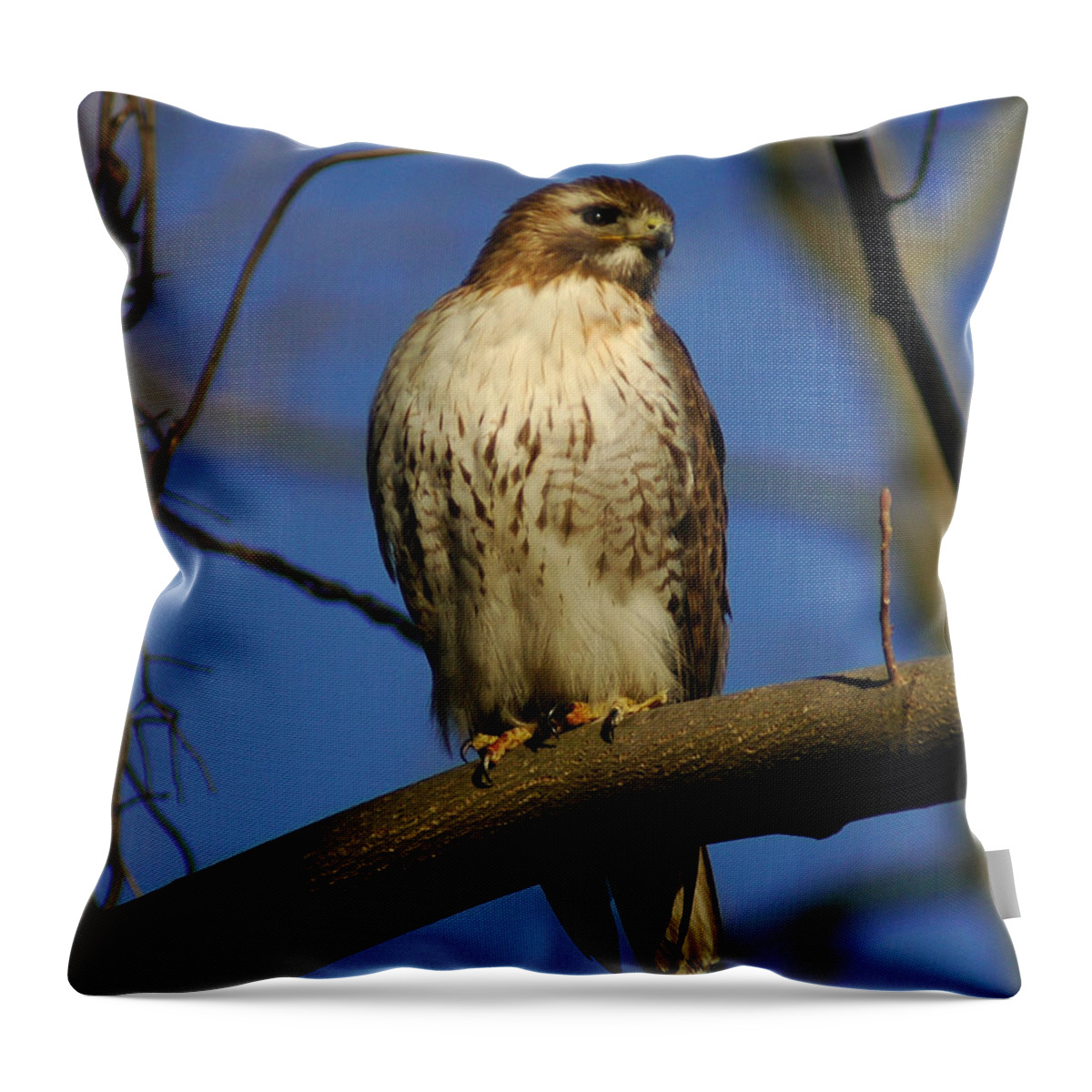 Red Tail Throw Pillow featuring the photograph A Red Tail Hawk by Raymond Salani III