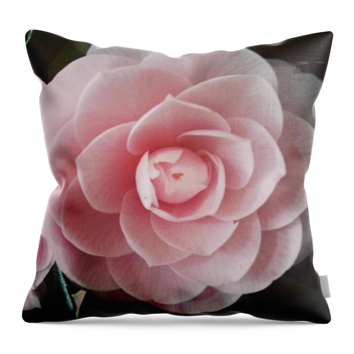 Rose Throw Pillow featuring the photograph A Rose Is A Rose Is A Rose by Michael Merry