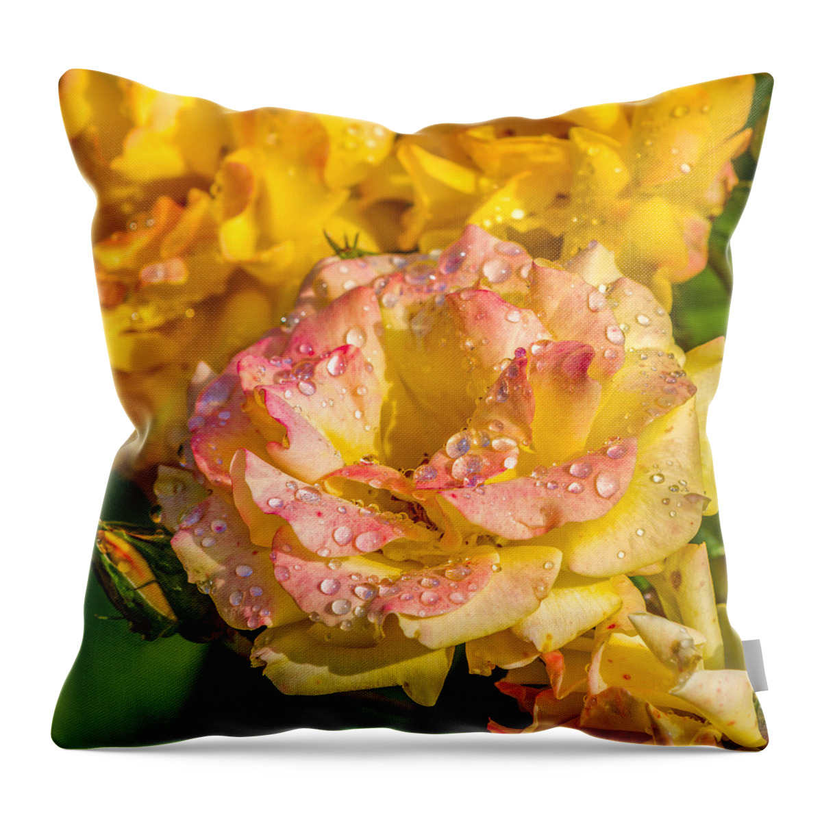 Rose Throw Pillow featuring the photograph A Rosy Sunrise by Ken Stanback