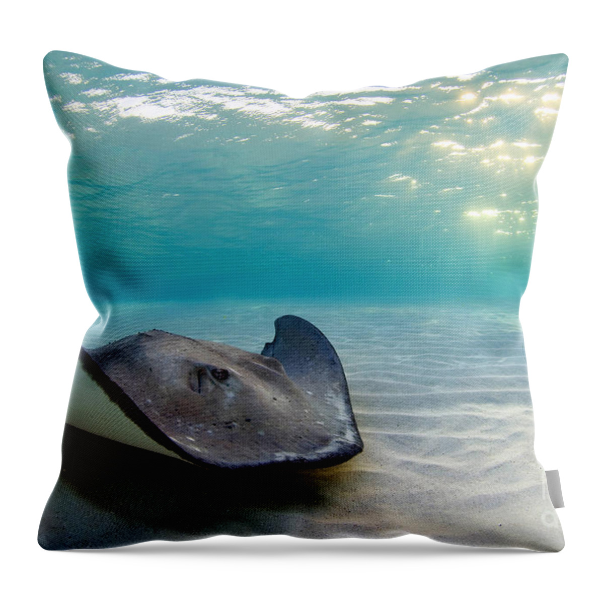Stingray Throw Pillow featuring the photograph A Southern Stingray by Alex Mustard
