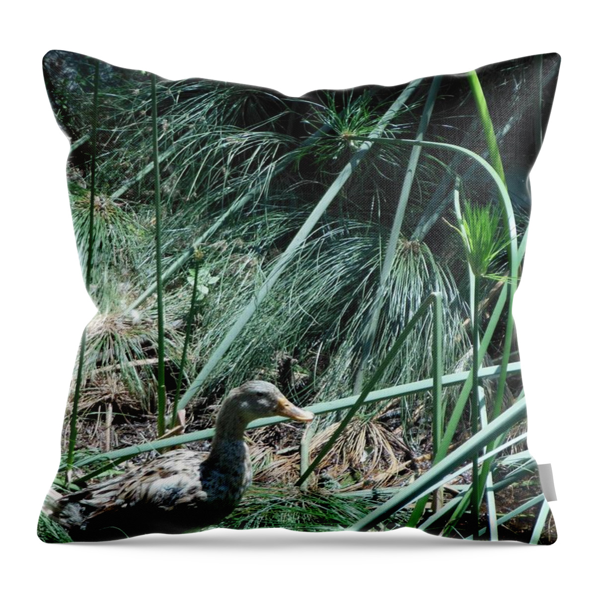 A Speckled Duck Throw Pillow featuring the photograph A Speckled Duck by Esther Newman-Cohen
