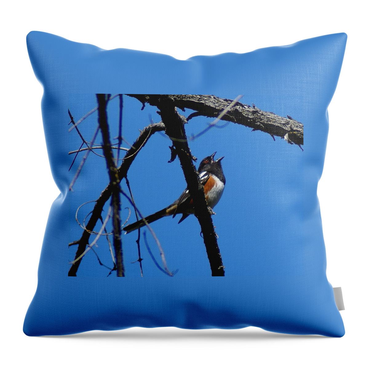 Birds Throw Pillow featuring the photograph A Spotted Towhee mid-Song by Ben Upham III
