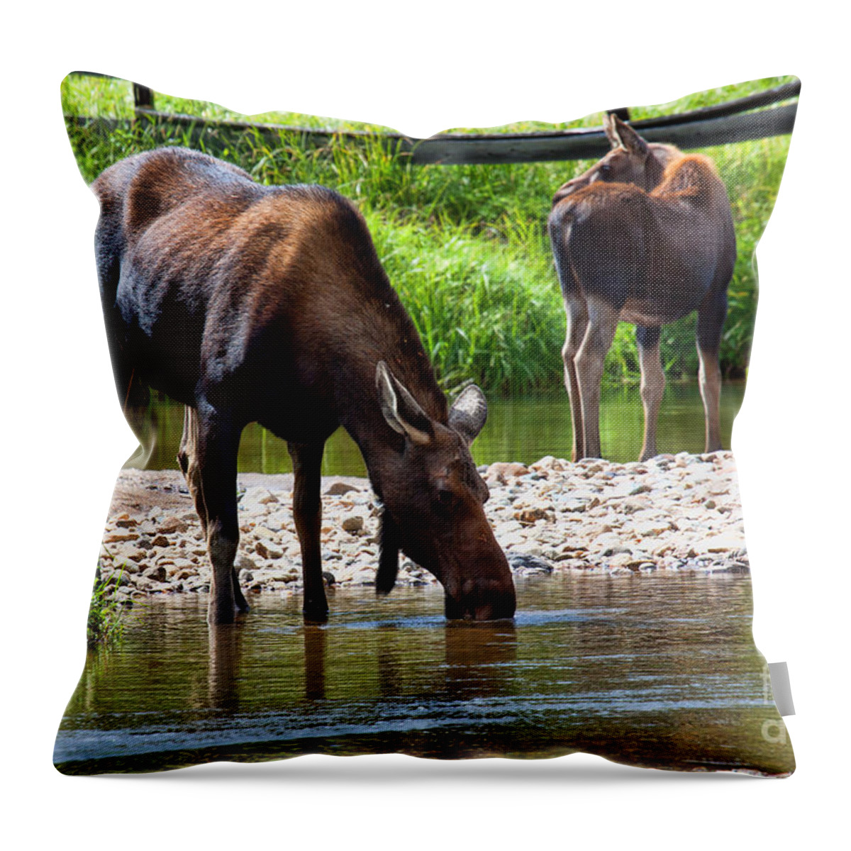 Moose Throw Pillow featuring the photograph A Tall Cool Drink by Jim Garrison