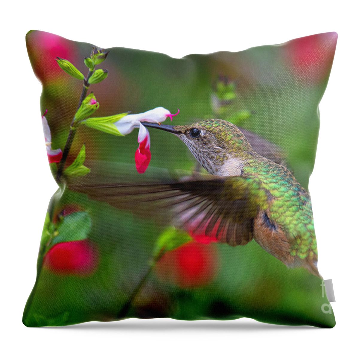 Humming Bird Throw Pillow featuring the photograph A Tall Drink by Jim Garrison