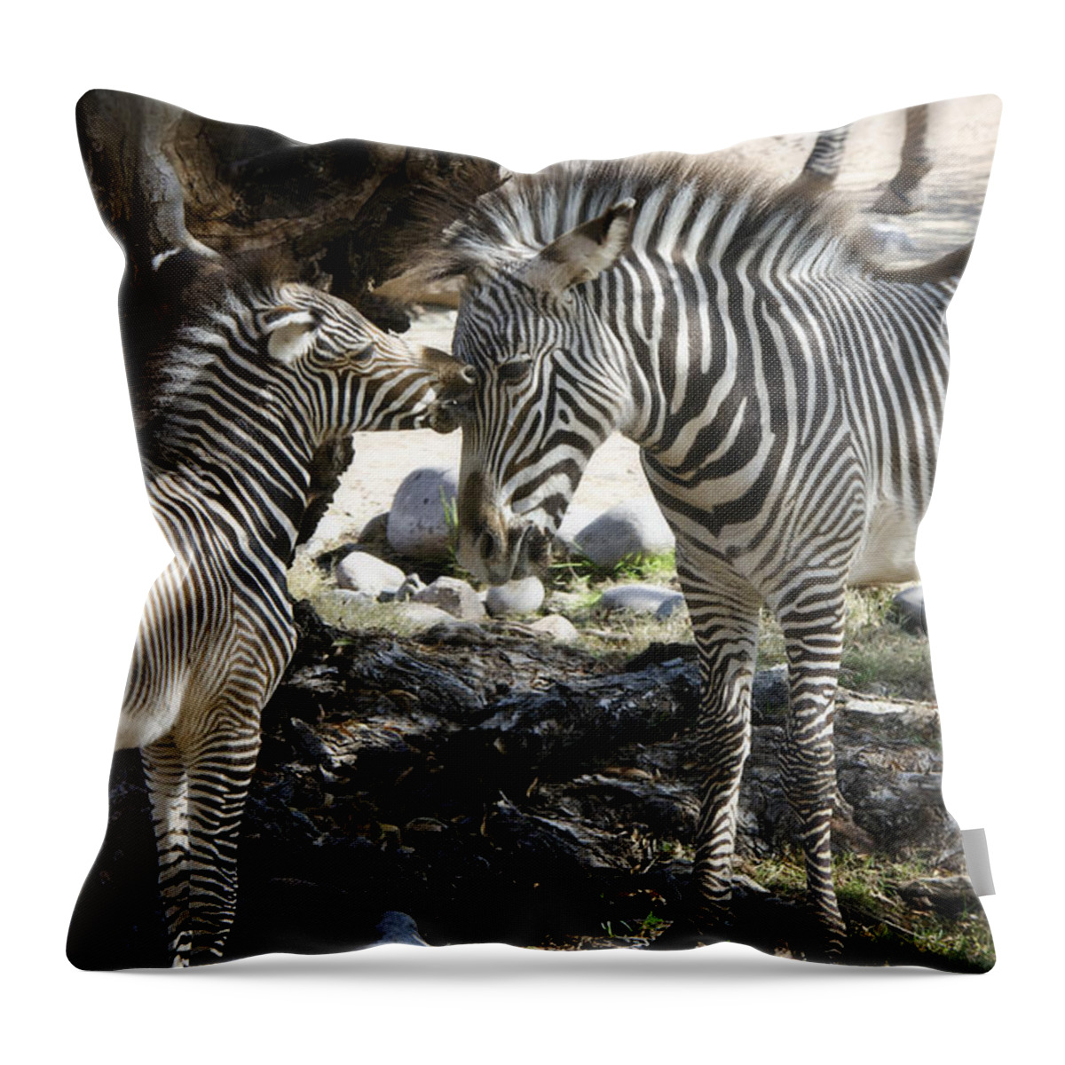 Grevy's Zebra Throw Pillow featuring the photograph A Tender Moment by Saija Lehtonen