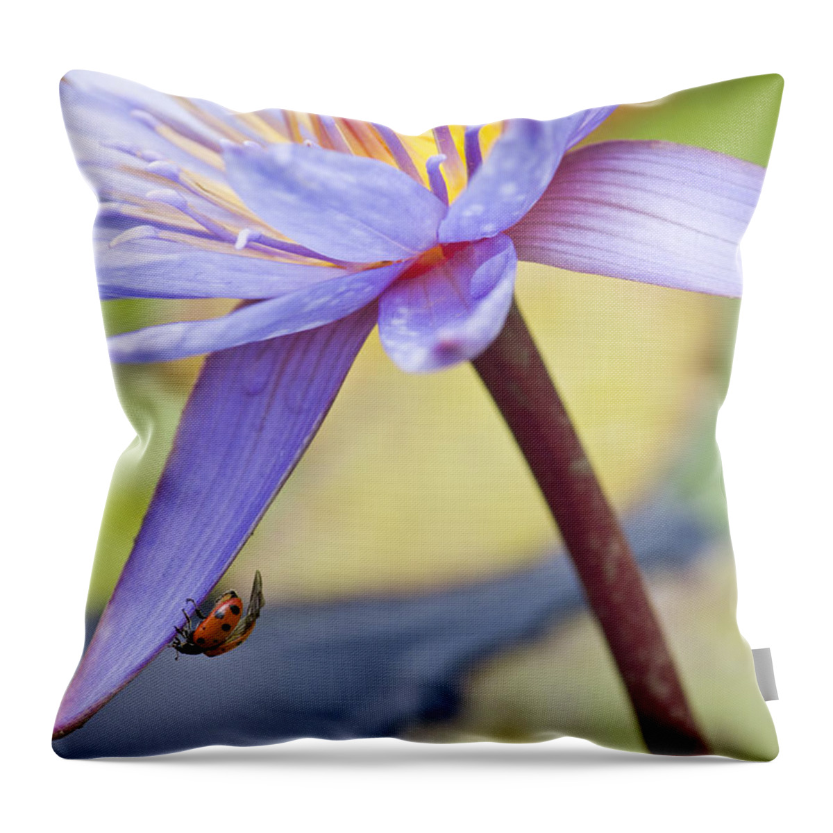 Ladybug Throw Pillow featuring the photograph A Visiting Lady by Priya Ghose