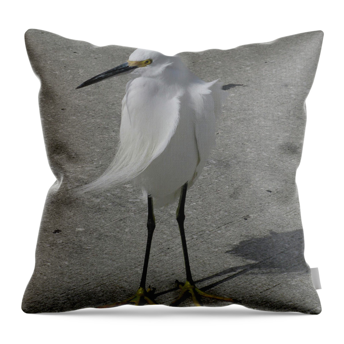 Bird Throw Pillow featuring the photograph A Windy Day by Donna Brown