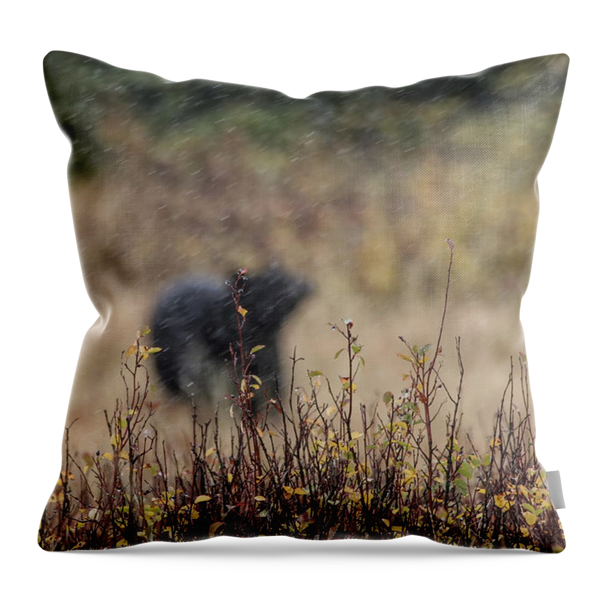 National Park Throw Pillow featuring the photograph Abstract Black Bear by Gary Hall