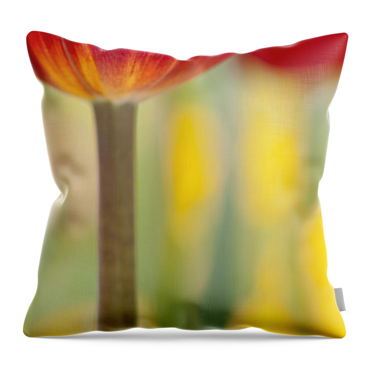 Tulip Throw Pillow featuring the photograph Abstract Tulip by Patty Colabuono