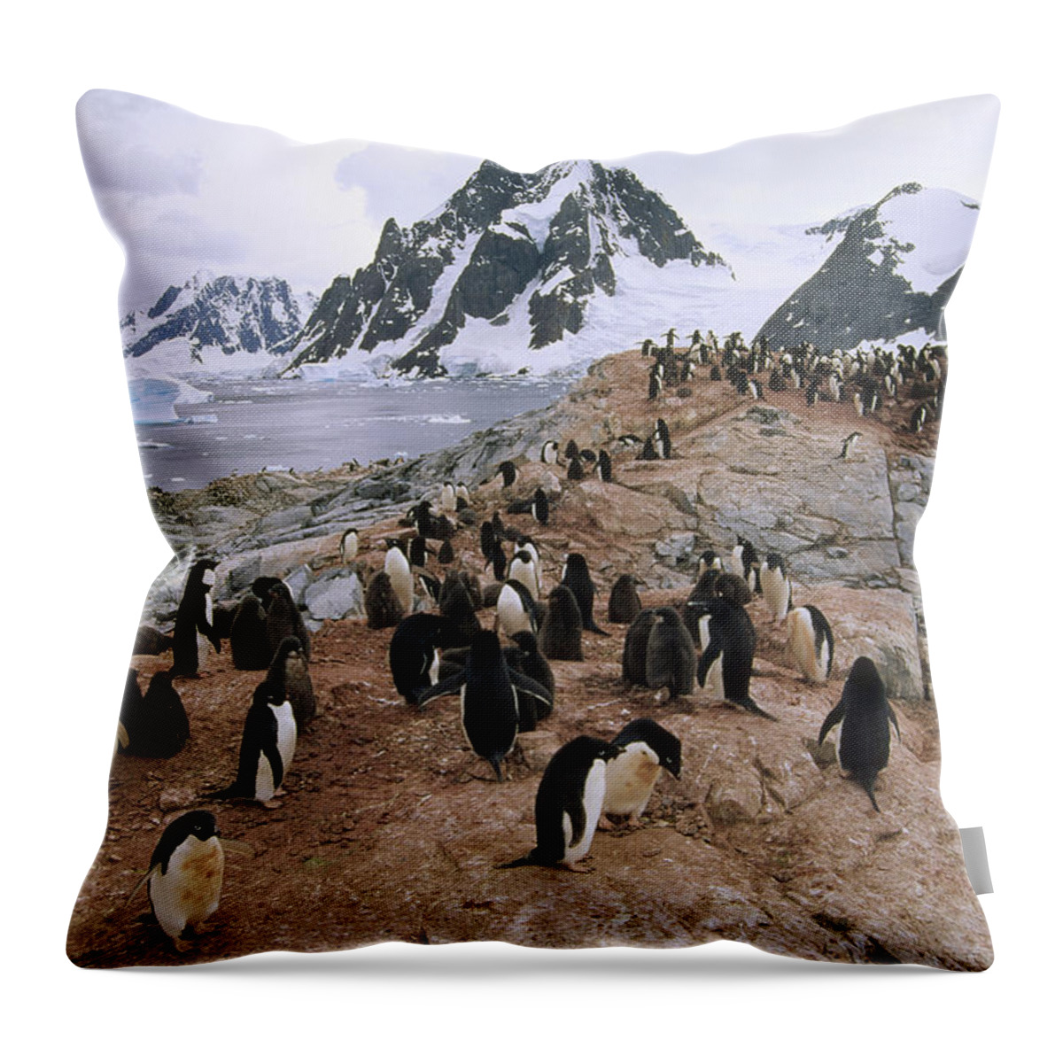 Feb0514 Throw Pillow featuring the photograph Adelie Penguin Rookery Petermann Island by Tui De Roy
