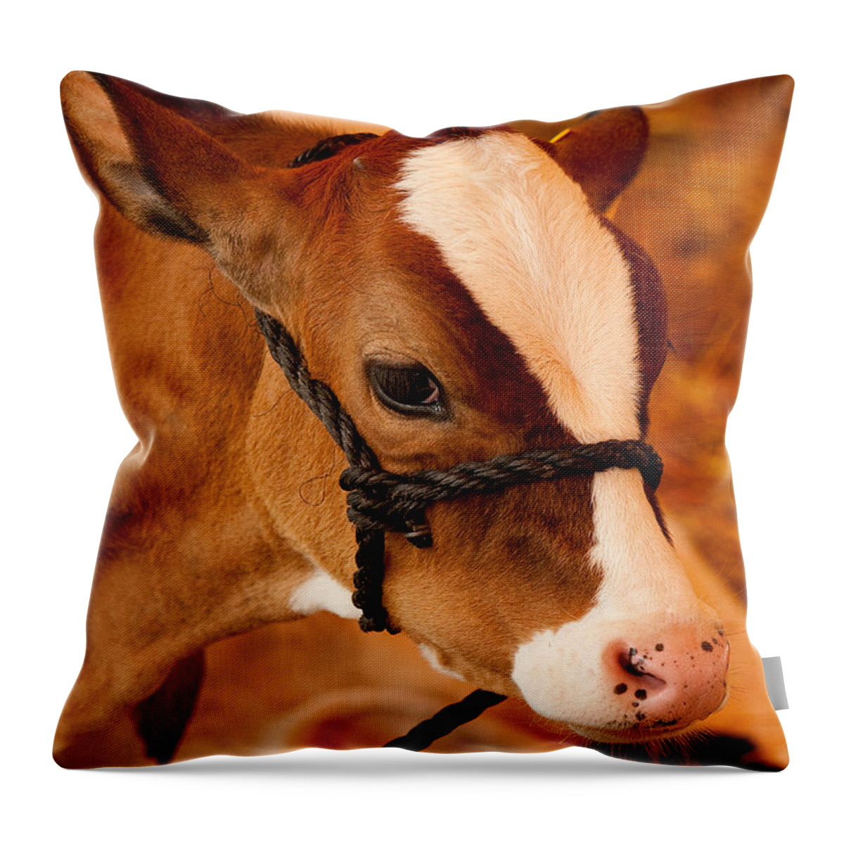 Calf Throw Pillow featuring the photograph Adorable Calf by Kristia Adams