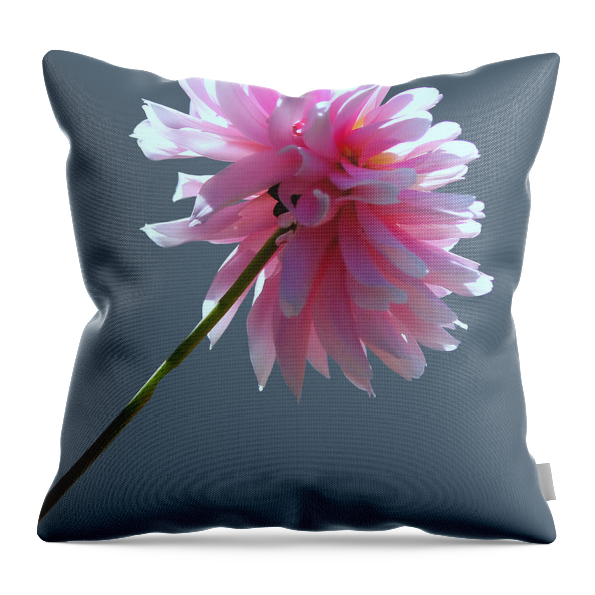 Dahlia Throw Pillow featuring the photograph Adored by Jeanette C Landstrom