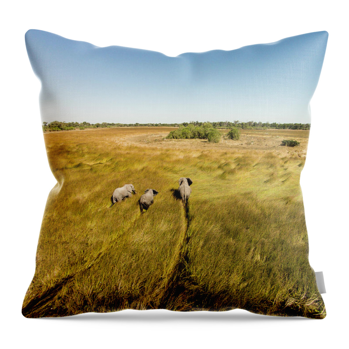 Scenics Throw Pillow featuring the photograph Aerial View Of Elephants In Marsh by Paul Souders
